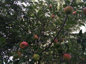 Close up of an apple tree in front of our house.