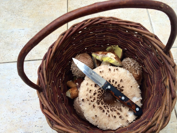 mushroom spoils