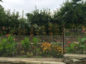 Tomatoes growing in someone's garden.