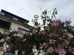 My house seen through flowers.