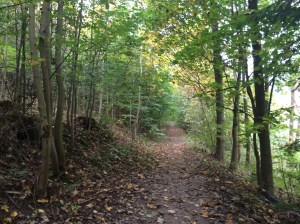 Autumn in the Czech Republic, crackly leaves all over.